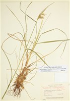 藏品(綠稈羊鬍子草)的圖片